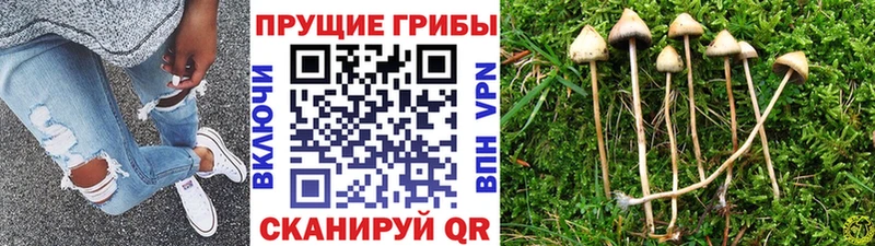 Галлюциногенные грибы GOLDEN TEACHER  Купить где  Волчанск 